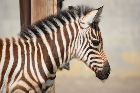 FOTO: Zoo Braşov