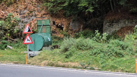 Argeş: Incident în timpul capturării unui urs pe Transfăgărăşan / Un turist, cu un copil în braţe, a vrut să se apropie de animal şi a făcut scandal în momentul în care a fost oprit - FOTO / VIDEO

