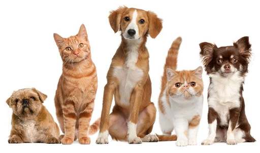 Proiect prin care este permis accesul în sediul Primăriei Capitalei cu animale de companie, pus în dezbatere publică. Ce reguli trebuie să respecte proprietarii