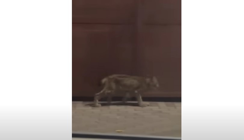 Un pui de râs a fost filmat în apropiere de centrul oraşului Lugoj / Este posibil ca animalul să fi fost ţinut în captivitate - VIDEO