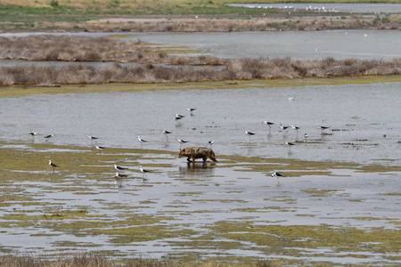 Măsuri recomandate localnicilor şi crescătorilor de animale din Delta Dunării pentru reducerea pagubelor produse de şacali/ ARBDD: „Limitarea numărului de şacali se face prin limitarea accesului la hrană, şi nu prin împuşcare”