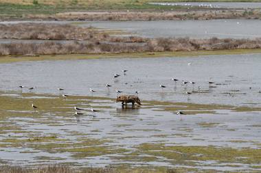 Măsuri recomandate localnicilor şi crescătorilor de animale din Delta Dunării pentru reducerea pagubelor produse de şacali/ ARBDD: „Limitarea numărului de şacali se face prin limitarea accesului la hrană, şi nu prin împuşcare”