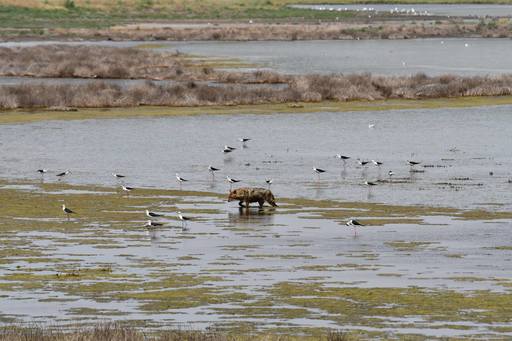Măsuri recomandate localnicilor şi crescătorilor de animale din Delta Dunării pentru reducerea pagubelor produse de şacali/ ARBDD: „Limitarea numărului de şacali se face prin limitarea accesului la hrană, şi nu prin împuşcare”
