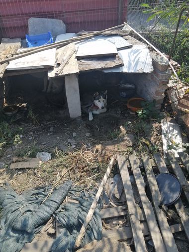 Trei câini ţinuţi fără hrană şi apă, în condiţii improprii şi fără îngrijire medicală, salvaţi de poliţiştii din Alba / O căţeluşă cu o tumoră a fost operată / Proprietarul, sancţionat în repetate rânduri - FOTO