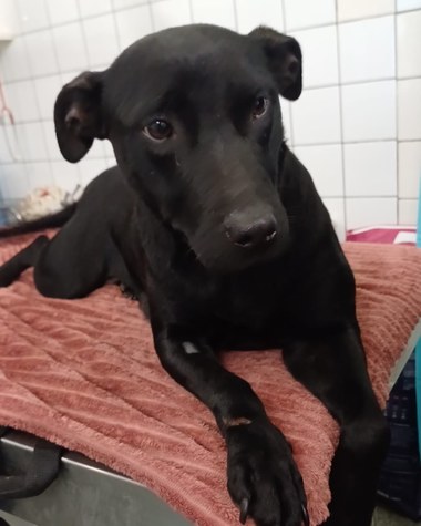 ASPA Bucureşti: Anotimpul rece se dovedeşte fatal pentru mulţi câini bătrâni sau bolnavi, care au fost abandonaţi / Două femele, salvate în ultimele zile / În cazul uneia, prognosticul medicilor este rezervat

