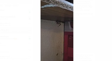 Beraria H, închisă temporar după ce inspectorii ANPC au găsit gândaci atât pe paviment şi pe bar, cat şi pe ustensile şi în recipientele alimentare - FOTO, VIDEO