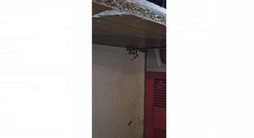 Beraria H, închisă temporar după ce inspectorii ANPC au găsit gândaci atât pe paviment şi pe bar, cat şi pe ustensile şi în recipientele alimentare - FOTO, VIDEO