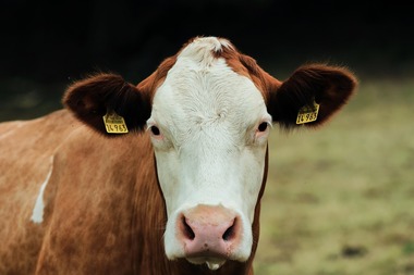 Măsuri adoptate de ANSVSA pentru prevenirea apariţiei febrei aftoase în România, după anunţul privind focarul de la ferma de vaci din nordul Ungariei