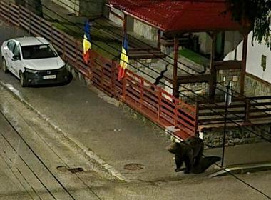 Localnicii şi turiştii din staţiunea Buşteni, terorizaţi de urşii care se plimbă pe străzi în căutare de hrană/ Deşi situaţia durează de mulţi ani, autorităţile nu au luat măsuri pentru stoparea fenomenului VIDEO