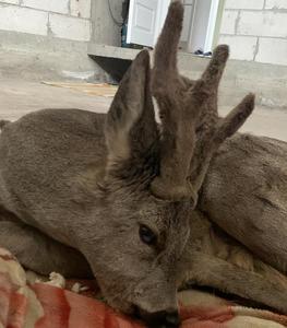 Căprior lovit de maşină în urmă co două săptămâni, eliberat în mediul natural după ce a fost îngrijit de o fundaţie din judeţul Buzău VIDEO