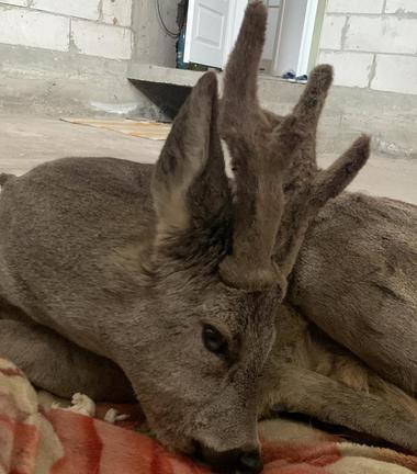 Căprior lovit de maşină în urmă co două săptămâni, eliberat în mediul natural după ce a fost îngrijit de o fundaţie din judeţul Buzău VIDEO
