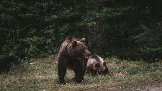 Braşov: Ursul care a atacat un salvamontist, la Predeal, a fost împuşcat/ Este vorba despre o ursoaică, iar cei doi pui ai acesteia au fost relocaţi