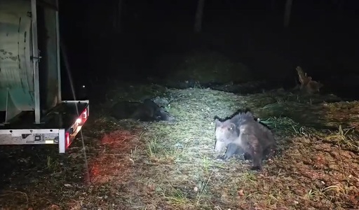 Braşov: Autorităţile raportează peste 150 de cazuri de pagube produse urşi şi lupi, în 2024. Sute de animale domestice, ucise şi zeci de hectare cu cereale, distruse. Valoarea pagubelor e de aproape un milion de lei