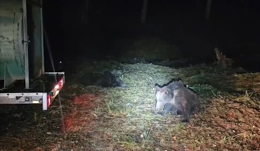 Braşov: Autorităţile raportează peste 150 de cazuri de pagube produse urşi şi lupi, în 2024. Sute de animale domestice, ucise şi zeci de hectare cu cereale, distruse. Valoarea pagubelor e de aproape un milion de lei