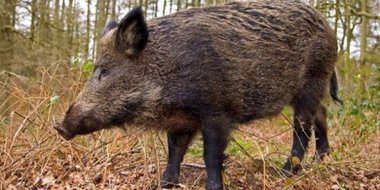 Mesaj Ro-Alert, după ce un porc mistreţ a fost văzut în parcul central din Otopeni
