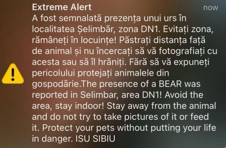 Sibiu: Mesaj Ro-Alert, după ce o ursoaică şi puiul ei au fost văzuţi pe DN 1, în Şelimbăr