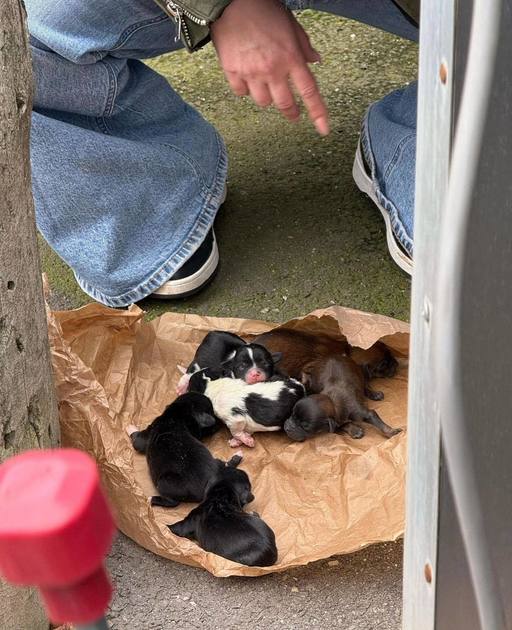 Şase pui de câine abia născuţi, abandonaţi într-o pungă în Sectorul 5  - ASPA Bucureşti: I-au lăsat să moară. Este cruzime pură / Singura lor şansă este să fie hrăniţi din două în două ore cu biberonul - FOTO
