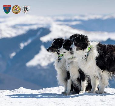 Primul câine salvator montan din România se pregăteşte de pensionare / Helios, un câine din rasa Border Collie, a participat la 26 de misiuni dificile de salvare / Va continua să antreneze câinii mai tineri – VIDEO