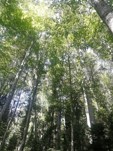 Guvernul a aprobat majorarea primei de sechestrare forestieră la 640 de euro pe hectar anual/ Fechet: Sperăm că acest lucru va conduce la o adevărată catalizare a proiectelor de împădurire. Avem contracte semnate pentru aproximativ 9.300 de hectare