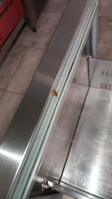 Constanţa: Restaurantul The View, închis temporar de CJPC după ce echipele de control au găsit mai multe nereguli, printre care prezenţa gândacilor, echipamente murdare, depozitarea materiilor prime în spaţii insalubre - FOTO, VIDEO