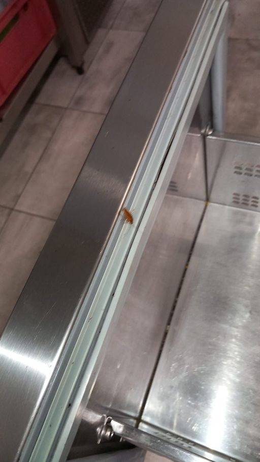 Constanţa: Restaurantul The View, închis temporar de CJPC după ce echipele de control au găsit mai multe nereguli, printre care prezenţa gândacilor, echipamente murdare, depozitarea materiilor prime în spaţii insalubre - FOTO, VIDEO