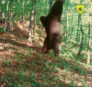 Imagini cu un urs care face un spectacol precum Baloo, surprinse într-o pădure din Parcul Natural Grădiştea Muncelului-Cioclovina - VIDEO