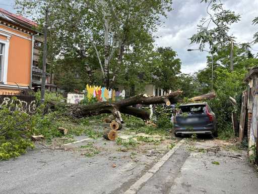 Copac căzut pe două maşini, pe un gard şi pe şosea, în Sectorul 1 din Bucureşti/ Nu sunt victime/ Traficul, oprit - FOTO, VIDEO