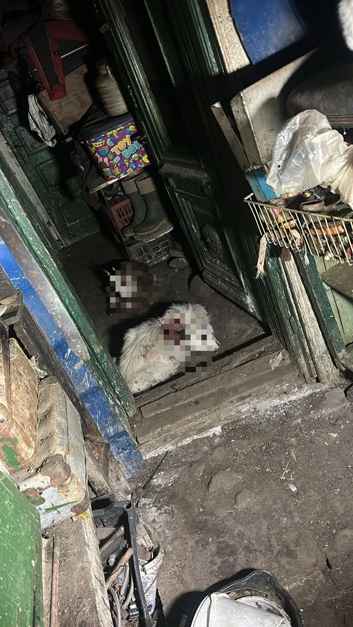 Un urs a intrat într-o curte din municipiul Râmnicu Vâlcea, unde a omorât un ied şi a rănit alţi doi