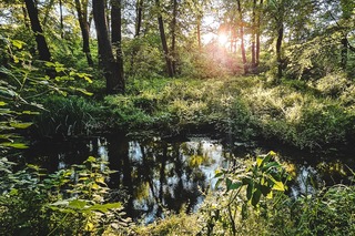 Centurile Verzi au fost incluse în Programul de guvernare -  Alex Găvan: Schimbările climatice nu iartă pe nimeni; e nevoie de mai multă asumare din partea guvernanţilor, de mai mult curaj