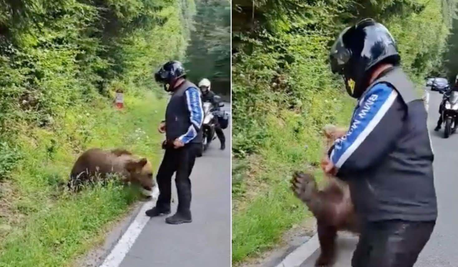 Cei trei pui ai ursoaicei care a ucis un motociclist italian pe Transfăgărăşan vor fi duşi în Centrul de reabilitare pentru urşi de la Zărneşti, anunţă Ministerul Mediului