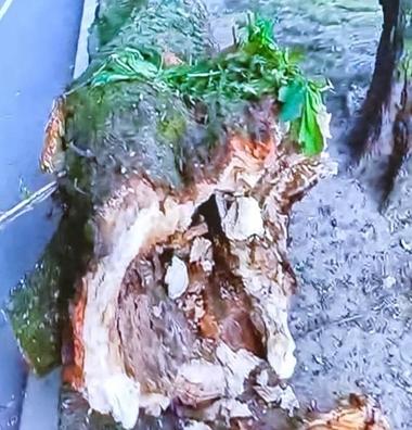 Sute de arbori potenţial periculoşi, identificaţi în parcul şi pe aleile de sub Tâmpa, în municipiul Braşov