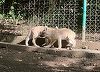 Prefectul de Braşov anunţă o iniţiativă de modificare a legislaţiei privind gestionarea animalelor sălbatice care intră în localităţi, în condiţiile în care tranchilizarea eşuează / Legea în vigoare permite doar împuşcarea urşilor