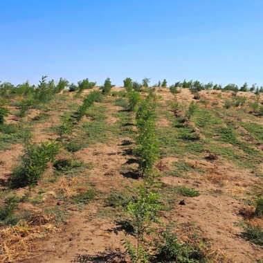 Semnalul de alarmă tras de ministrul Mediului/ România se confruntă cu o problemă gravă: peste 100.000 de hectare s-au transformat în deşert sau urmează să se deşertifice/ Soluţiile propuse de Diana Buzoianu - FOTO