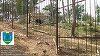 Gradină zoologică ilegală, descoperită în judeţul Dâmboviţa – Proprietarul avea în captivitate urşi, căprioare, lei, maimuţe / Preţul unui bilet de intrare era 50 de lei / Amendă de 120.000 de lei - FOTO / VIDEO 