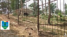 Gradină zoologică ilegală, descoperită în judeţul Dâmboviţa – Proprietarul avea în captivitate urşi, căprioare, lei, maimuţe / Preţul unui bilet de intrare era 50 de lei / Amendă de 120.000 de lei - FOTO / VIDEO 