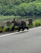 Urs fotografiat pe Valea Oltului – Cei care au postat online imaginile povestesc că aleargă dezorientat, când pe carosabil, când pe versant - FOTO
