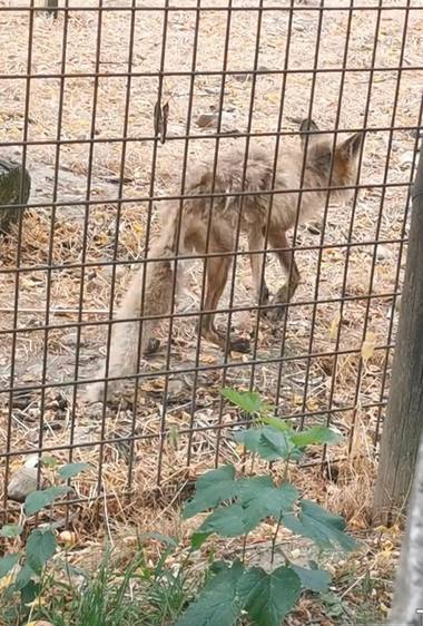 Imagini revoltătoare surprinse la Grădina Zoologică Vâlcea - Un animal ţinut în captivitate apare într-o stare gravă: slab, cu blana căzută, ţinut într-un ţarc murdar / Organizaţii şi internauţi cer anchete – FOTO / VIDEO