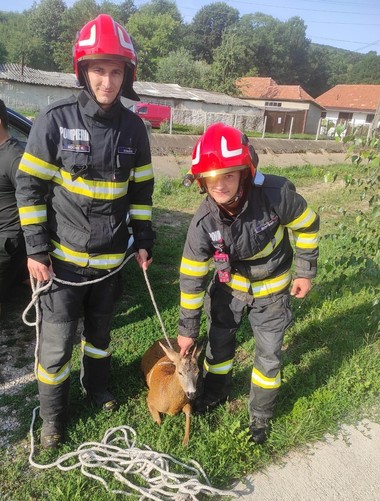 Bihor: Căprior căzut într-un canal de fugă, salvat de pompieri. Animalul era epuizat şi în pericol de a se îneca - FOTO