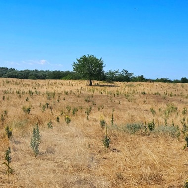 Ministrul Mediului: În momentul de faţă, tot sudul României este într-un proces de deşertificare/ Toate aceste lucruri să fie discutate şi cu Ministerul Mediului şi cu Ministerul Agriculturii ca să găsim soluţii