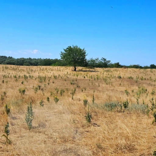 Ministrul Mediului: În momentul de faţă, tot sudul României este într-un proces de deşertificare/ Toate aceste lucruri să fie discutate şi cu Ministerul Mediului şi cu Ministerul Agriculturii ca să găsim soluţii