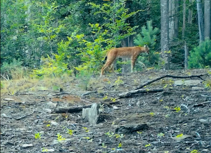 Imagini spectaculoase cu un râs, surprinse în Parcul Naţional Semenic Cheile Caraşului – VIDEO
