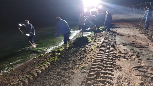 Aproape 2.700 de tone de alge, strânse de la începutul sezonului estival de pe litoral/ Cele mai mari cantităţi, adunate în zonele Mamaia Sud şi Năvodari
