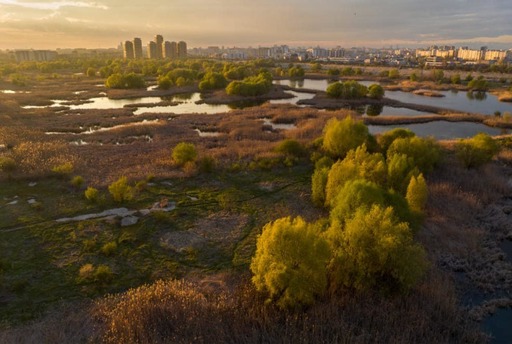 Cros destinat strângerii de fonduri pentru protejarea mai multor specii de amfibieni care trăiesc în Parcul Natural Văcăreşti