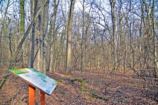 Preşedintele Greenfield – Băneasa: Avem o nevoie reală de un acces direct către oraşul din care facem parte / Ministrul Mediului: Sunt multe cartiere în Bucureşti cu un drum şi nu vor să taie Parcul Herăstrău să aibă două drumuri 
