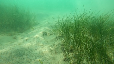 Administraţia Bazinală de Apă Dobrogea-Litoral: A fost finalizată constituirea pajiştilor de iarbă de mare şi crearea de recife artificiale pentru stimularea altor specii, precum alga brună - FOTO