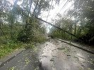 Pompierii de la ISU Bucureşti-Ilfov au avut 36 de intervenţii în urma vântului puternic/ 27 dintre acestea, pentru a îndepărta copaci căzuţi/ Au fost avariate 23 de autoturisme