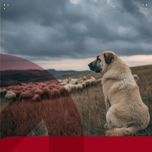 Korodi Attila: Câinii din rasele Kangal, ciobănesc caucazian şi ciobănesc de Asia Centrală nu mai pot fi folosiţi la paza turmelor şi cirezilor pe teritoriul administrativ al municipiului Miercurea Ciuc