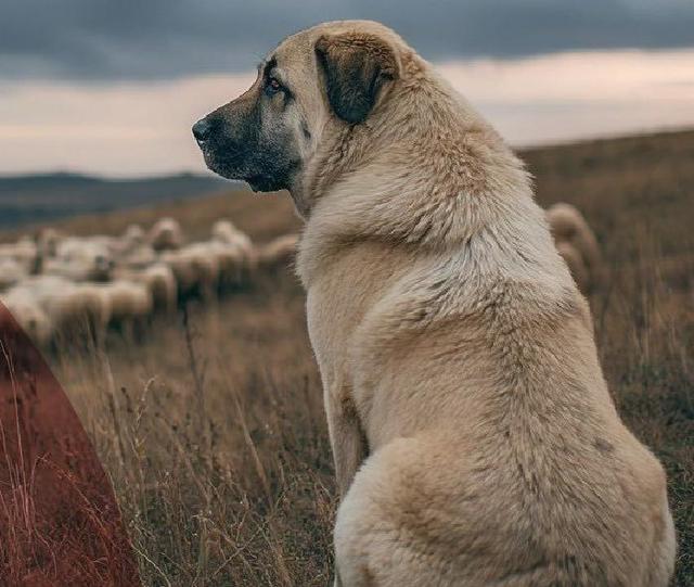 Petiţie pentru modificarea legislaţiei privind protecţia animalelor/ Priorităţi, interzicerea eutanasierii câinilor sănătoşi, recunoaşterea legală a animalelor ca fiinţe, nu ca obiecte şi intervenţia fără mandat în cazuri grave de cruzime faţă de acestea