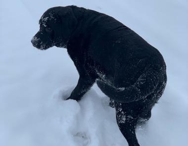 Primăria Braşov renunţă la artificii în noaptea de Revelion pentru a proteja animalele de companie/ Primarul face apel la cetăţeni să evite achiziţionarea de materiale pirotehnice: Fiecare sfârşit de an este un adevărat coşmar pentru animale