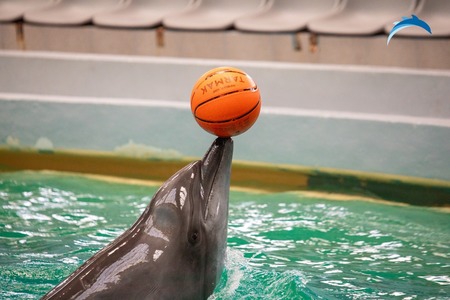 Delfinariul din Constanţa va primi cinci delfini din Malta / Aceştia vor ajunge în România la începutul anului viitor 